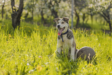 带球的哈斯基狗犬类草地哺乳动物跑步运动朋友幸福宠物黄眼睛公园图片