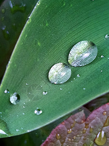 峡谷紧闭的利丽绿树叶上的雨滴绿色图像气泡植物照片淡绿色铃兰叶野生动物露珠公园图片