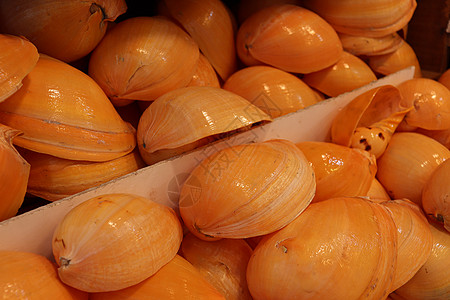 商店的海上蜗牛库存动物性冲浪田螺纪念品生态食物海鲜贝壳漩涡阳光图片