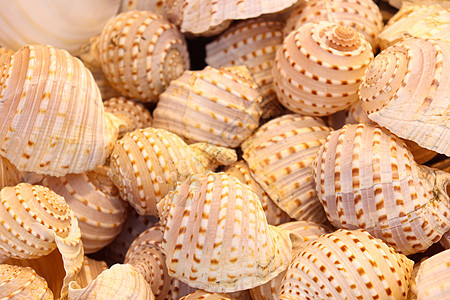 商店的海上蜗牛库存旅行海滨动物宏观螺旋阳光海洋食物漩涡生态图片
