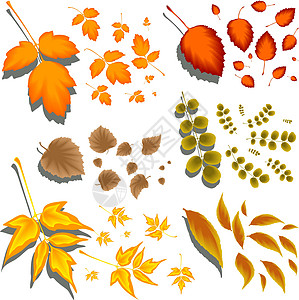 不同形状和不同树种的秋叶子环境插图收藏刷子绘画橙子季节植物学叶子树叶图片