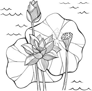 矢量素描莲花花芽和种子图片