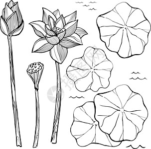 荷花画矢量素描成套花朵和莲露叶插画