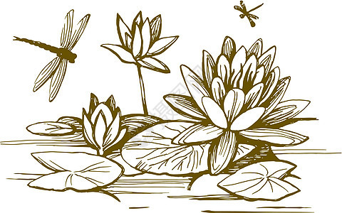 水百合花花蚀刻池塘雕刻艺术荷花叶子植物学花瓣蜻蜓草图图片