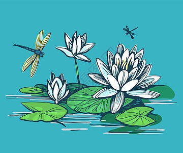 水百合花花墨水艺术池塘插图百合植物草图蜻蜓植物群植物学图片