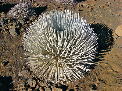 Haleakala银剑在夏威夷毛伊岛Haleakala国家公园的近距离远近光景图片