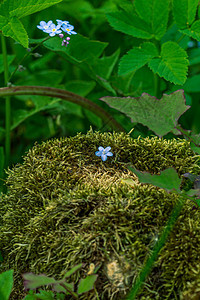 一朵小蓝花在苔中蓝色空气花朵草地青菜草甸花图片