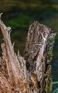森林暴风雨后树木断裂树干野生动物荒野叶子苔藓日光断木树桩木头公园图片
