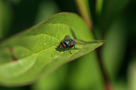 红眼绿苍蝇昆虫荒野红眼睛植物漏洞害虫翅膀眼睛绿叶绿色叶子图片