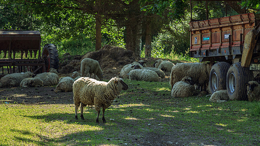 农场中的黑头黑头羊群哺乳动物乡村牧羊人绵羊羊肉农业草地动物农村黑色图片