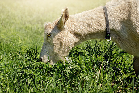 浅棕色山羊吃新鲜青绿草耳朵农场阳光毛皮国家爆头免费农业头发动物图片