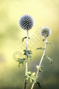 (白)是一种药用植物 其背景为绿色和黄色模糊草地的杂草图片