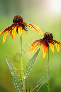 夏花园的Rudbeckia花朵 特写视图 垂直照片图片