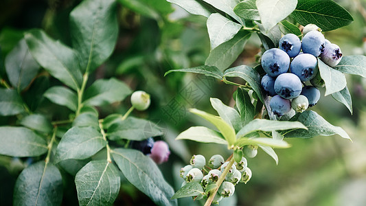 蓝莓灌木上的Ripe藍莓(bilberry) 以自然为背景图片