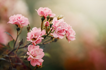 许多小花的美丽特写照片 粉红色的玫瑰花头 在漂亮的浅散景背景中 礼品卡 文本有可用空间图片