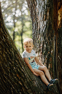 可爱的孩子男孩在夏日坐在大老树上的画像 孩子爬树 小男孩坐在室外的树枝上 活跃的男孩在公园玩耍图片