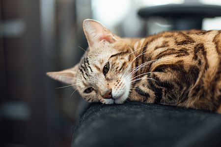 紧紧贴近的金刚小猫 把黑臂椅放下来乐趣猫咪扶手椅动物晶须虎斑荒野靠背金子毛皮图片