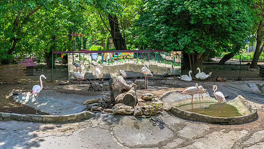 乌克兰敖德萨动物园的Flammingo图片