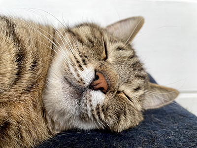 睡在蓝羊毛毯上的灰猫宠物虎斑说谎猫科动物猫咪毛皮摄影睡眠眼睛爪子图片