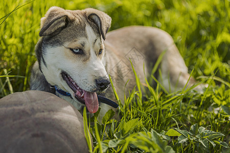 带球的哈斯基狗跑步犬类宠物成人尾巴哺乳动物公园朋友乐趣网球图片