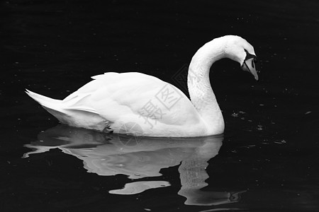 黑白天鹅池塘对比度羽毛反射场景主题淡水水面水鸟动物图片