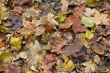 森林的秋叶植物叶子落叶绿色黄色树叶活力背景公园红色图片