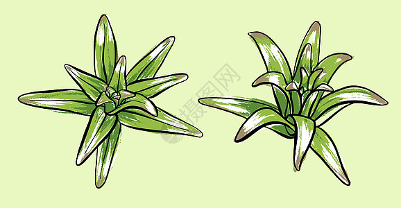 插图 百合厂的芽 孤立背景的涂料植物土壤绿色植物草本邀请函生态草图生长生物白色图片