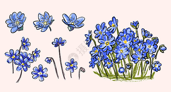 一种春天的长春花 肝脏是一棵有蓝花的植物背景图片