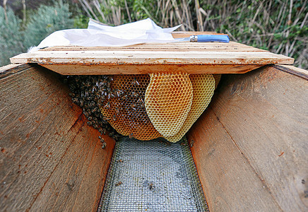 蜂蜜生产蜂窝图片