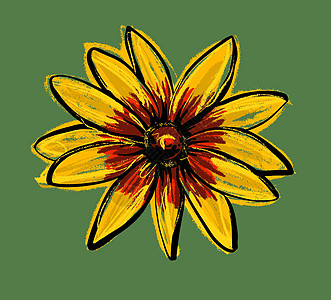 黑眼睛的花朵 手画图洋甘菊黑与白向日葵插图雕刻斑点眼睛雏菊疗法昆虫图片