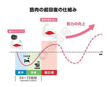 高效肌肉增长图解 超补偿机制 日本人训练治疗圆周力量疾病脂肪活力生长健身房腰部图片