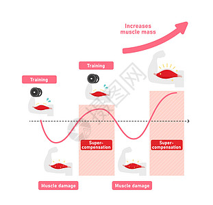 高效肌肉生长图解 超补偿机制运动健身房考试培训师神经病重量训练力量恶病质圆周图片