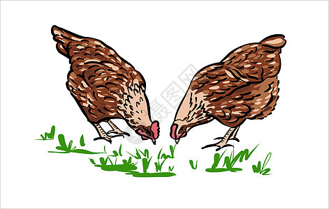 草地上的鸡肉 手绘的素描图画 颜色图片