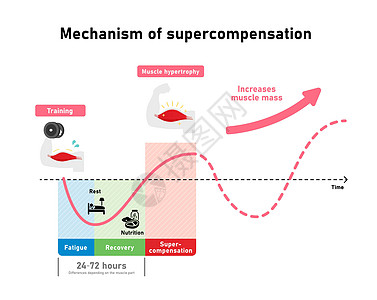 高效肌肉生长图解 超补偿机制考试疾病食物健身房营养运动重量圆周恶病质培训师图片