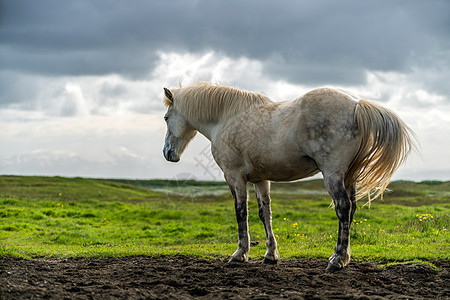 冰岛风景优美的冰岛马国家全景荒野乐趣农村鬃毛小马跑步团体骑术图片