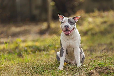 正面斗牛公牛朋友街道宠物犬类志愿者晴天友谊伴侣动物毛皮图片