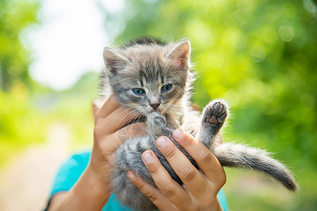 孩子们手里的小猫 有选择的专注点篮子女孩男人友谊童年男生猫咪动物宠物婴儿图片