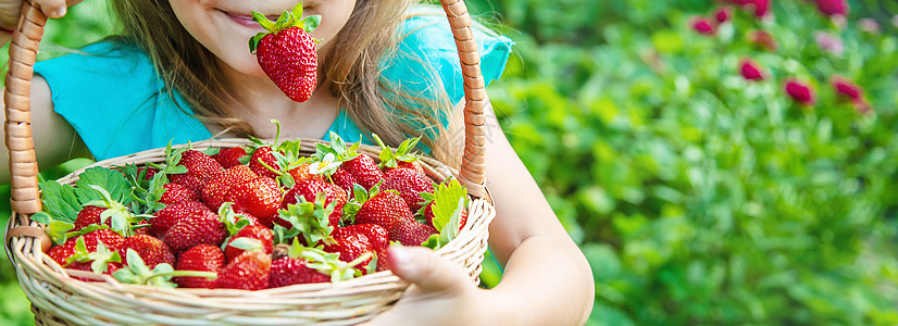 孩子在花园里收集草莓 有选择地集中精神农业叶子女士花园农场园艺婴儿家庭女孩季节图片