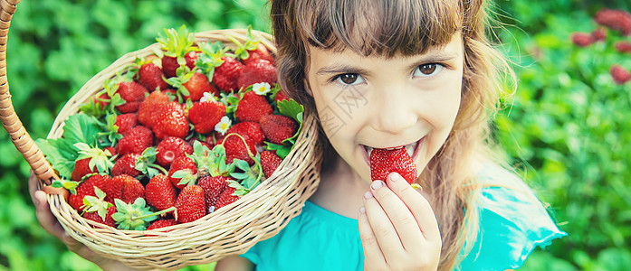 采摘草莓孩子在花园里收集草莓 有选择地集中精神场地采摘女士季节农业花园收成太阳生物水果背景
