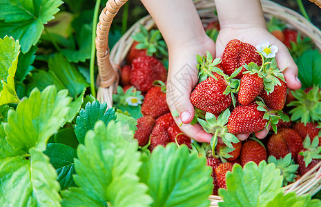 采摘草莓孩子在花园里收集草莓 有选择地集中精神农业场地花园收成采摘女士农场生物太阳园艺背景