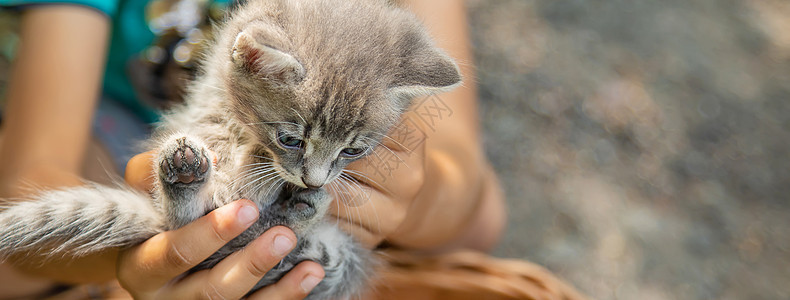 孩子们手里的小猫 有选择的专注点篮子友谊猫咪幸福女儿宠物太阳眼睛男人动物图片