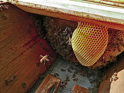 与养蜂巢一起栖息男人团体蜂蜜动物养蜂人饲养员帽子殖民地养蜂业梳子图片