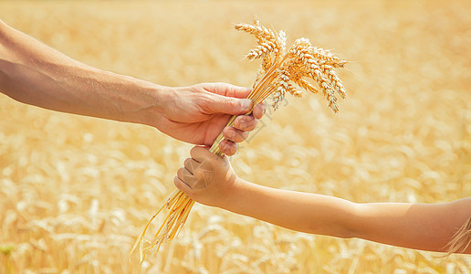 带小孩的男人手里握着小麦的粒子 有选择地集中注意力光束家庭太阳面包童贞领导场地幸福女孩收成图片
