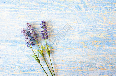 蓝木木本底的紫花朵图片