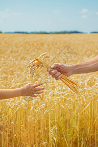 带小孩的男人手里握着小麦的粒子 有选择地集中注意力生活女孩小穗场地童年面包幸福豆芽家庭孩子们图片