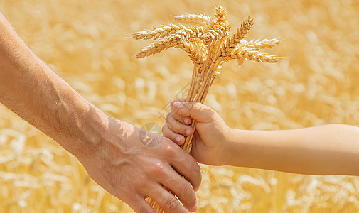 带小孩的男人手里握着小麦的粒子 有选择地集中注意力生活女孩光束小穗太阳幸福领导信仰家庭爸爸图片