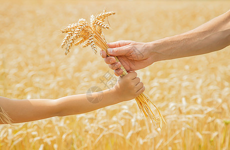 带小孩的男人手里握着小麦的粒子 有选择地集中注意力孩子们手指太阳爸爸生活小穗场地童贞童年家庭图片
