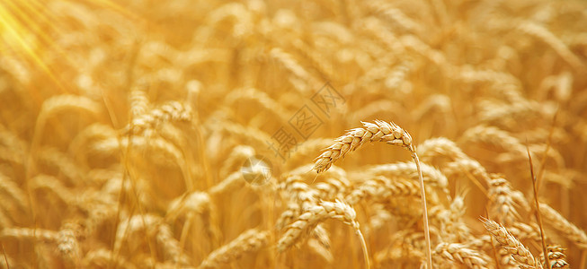 阳光明媚的一天小麦田 有选择的重点生长稻草季节太阳农业植物食物天空收成粮食图片