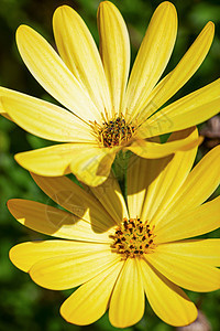 黄色菊花的宏观照片生长洋甘菊花瓣植物季节花园园艺格柏花朵叶子图片