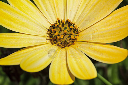 黄色菊花的宏观照片园艺洋甘菊叶子野花季节植物格柏花朵生长植物群图片